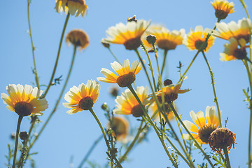 Image showing Yellow marguerites in the summer