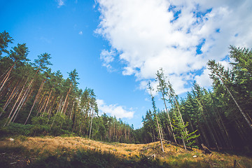 Image showing Pine trees at a dry meadow