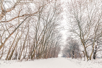 Image showing Snow on the road