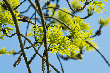 Image showing Tree with green leaves