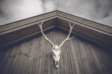 Image showing Hunting trophy skull hanging on a wooden facade