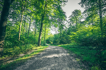 Image showing Dirt trail going through a green forest