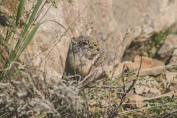 Image showing Uinta Ground Squirrel eating