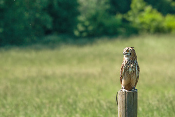 Image showing Horned owl sitting on a wooden post