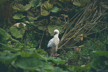 Image showing Single white stork in nature