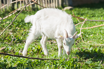 Image showing White goat kid eating a branch