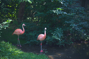 Image showing Flamingos standing in a river