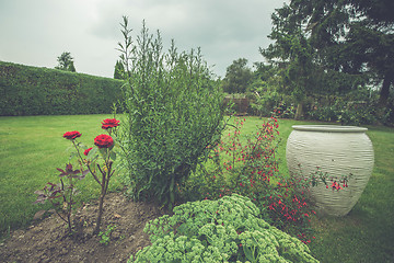 Image showing Roses in a flowerbed