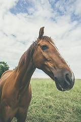 Image showing Horse with large head