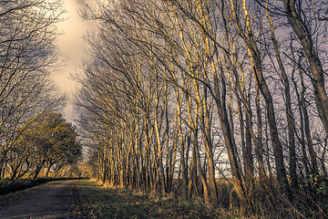 Image showing Nature path in a dark forest in the fall