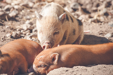 Image showing Piglets taking a nap in the sand