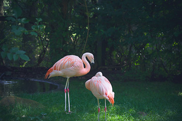 Image showing Two flamingos in a jungle 