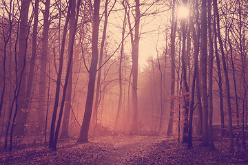 Image showing Misty forest in the morning sunrise