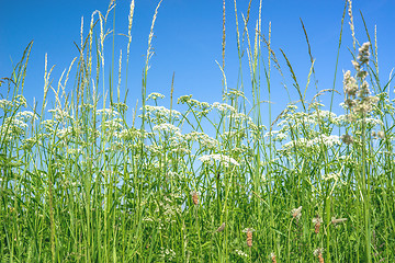 Image showing Cow parsley flowers in rural surroundings