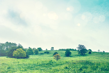 Image showing Greem meadow in the springtime