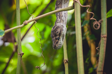 Image showing Python in a tree