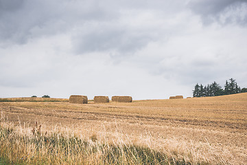 Image showing Hay on a dry field in the summer