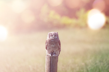 Image showing Owl on a field