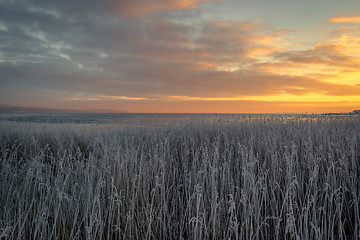 Image showing Grass with frost near the sea