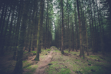 Image showing Dark pine forest with tall trees