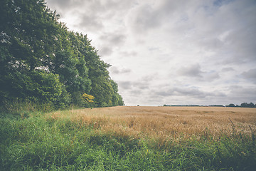 Image showing Rural countryside scenery with grain fields