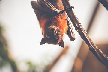 Image showing Bat hanging upside down