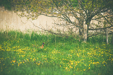 Image showing Pheasant on a meadow in the summer