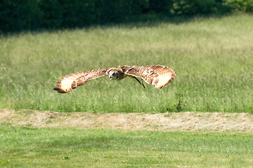 Image showing Horned owl flying over a green field