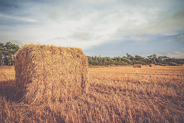 Image showing Rural landscape with straw bales