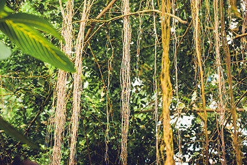 Image showing Lianas in a jungle with tropical vegetation