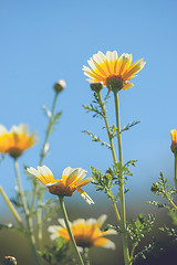 Image showing Tall marguerite flowers in the summer