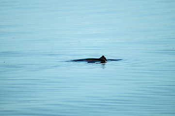 Image showing Seagull on a boat