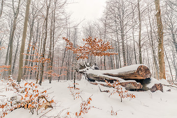 Image showing Tree log with snow in the forest