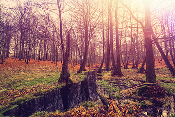 Image showing Dark river in a forest