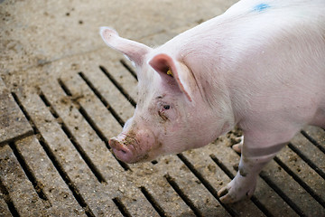 Image showing Pink pig in a dirty stable