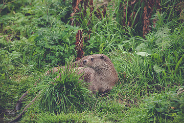 Image showing Otter in green grass