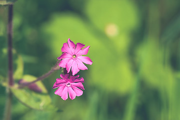 Image showing Silene Dioica flowers in violet colors