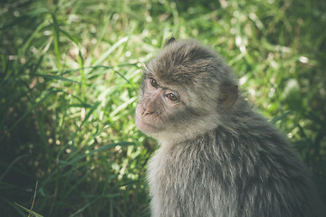 Image showing Macaca monkey in green grass