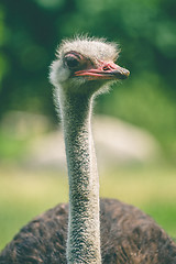 Image showing Ostrich with a long neck