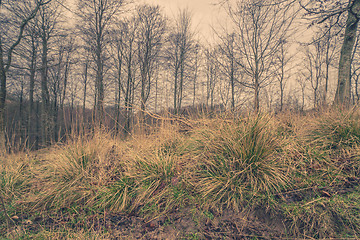 Image showing Green grass in the forest at dawn