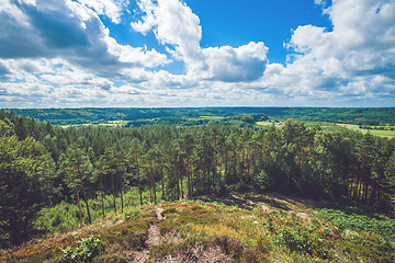 Image showing Forest scenery with pine trees