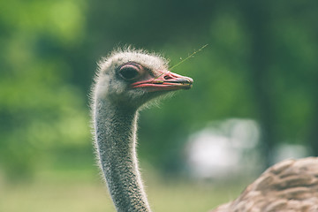 Image showing Ostrich with a straw in the mouth