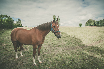 Image showing Horse standing on a green field