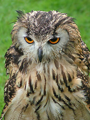 Image showing Bengal Eagle Owl (Head and Body)