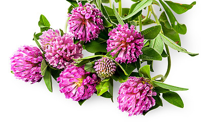 Image showing Bouquet of clover flowers with green leaves