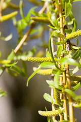 Image showing trees in the spring