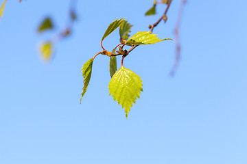 Image showing Young leaves of birch