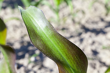 Image showing Field of green corn