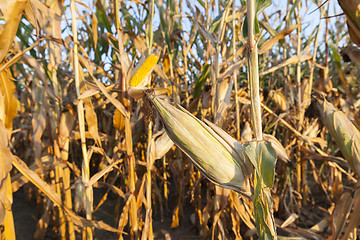 Image showing yellowed ripe corn