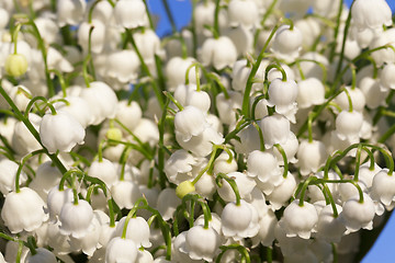 Image showing Forest lily of the valley close-up